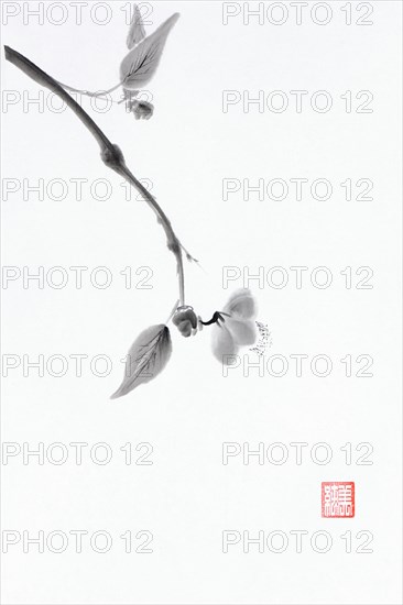 Sakura branch with a delicate blossom flower