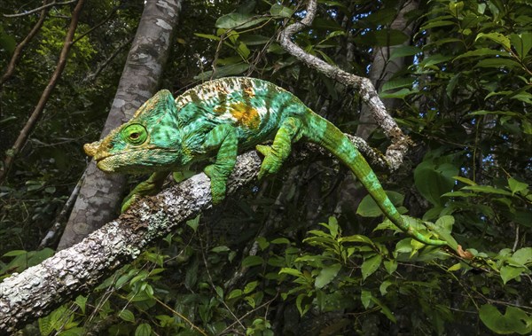 Cristifer Chameleon (Calumma parsonii cristifer)