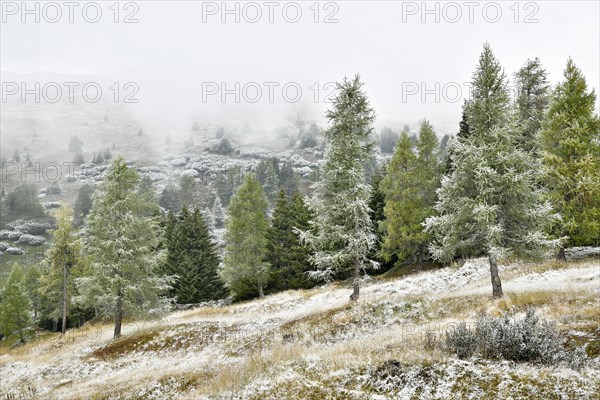 Mountain landscape with coniferous forest