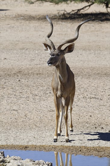 Greater kudu (Tragelaphus strepsiceros)