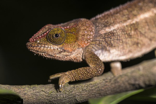 Blue-legged chameleon (Calumma crypticum)