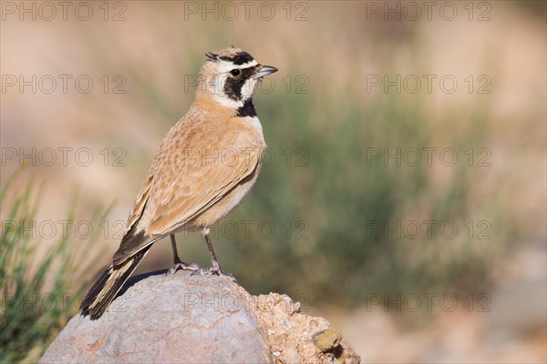 Temminck's Lark (Eremophila bilopha)