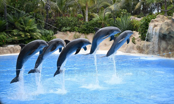 Bottlenose dolphins (Tursiops truncatus) jump in group over a rope