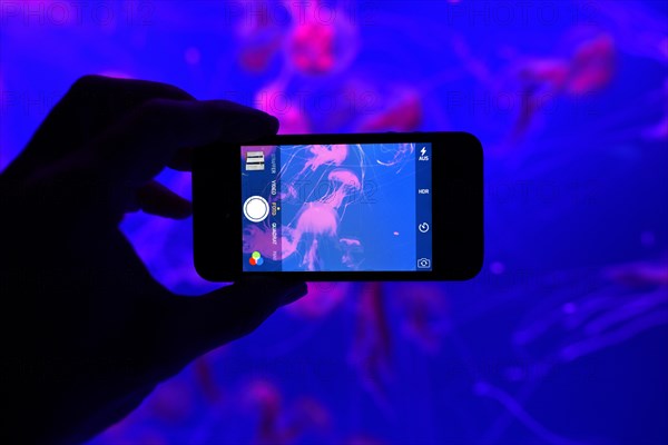 Man photographing with smartphone Common jellyfishes (Aurelia aurita) in colored light