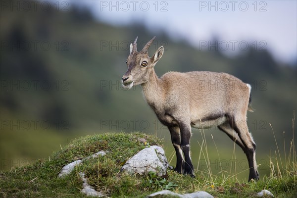 Alpine Ibex (Capra ibex)