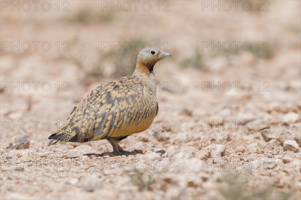 Black-bellied Sandgrouse (Pterocles orientalis)