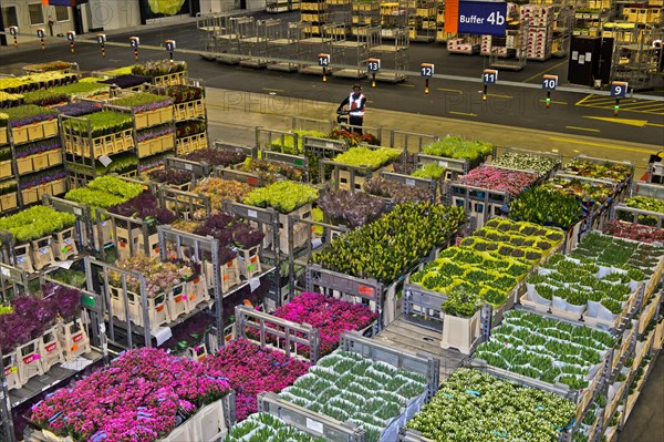 Boxes of flowers ready for dispatch in a warehouse