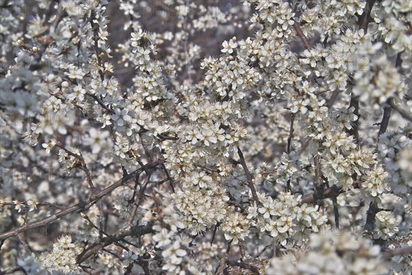 White blossoms