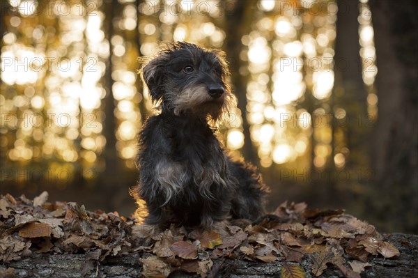 Rough-haired Dachshund in autumn leaves in the forest