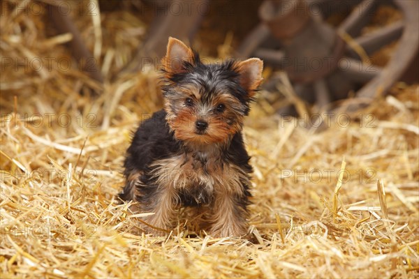 Yorkshire Terrier