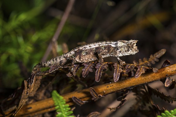 Domergue's leaf chameleon (Brookesia thieli)