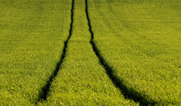 Tire tracks in the middle of a field of corn