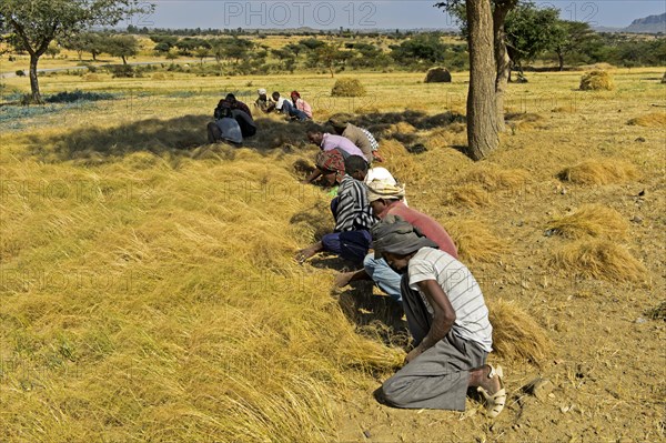 Farmers harvesting Teff (Eragrostis tef) with the sickle