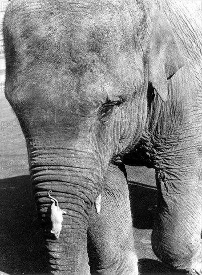 White mouse climbs on an elephant's trunk