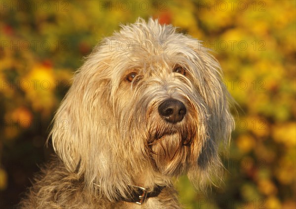 Labradoodle Grand Basset Griffon Vendeen Mongrel