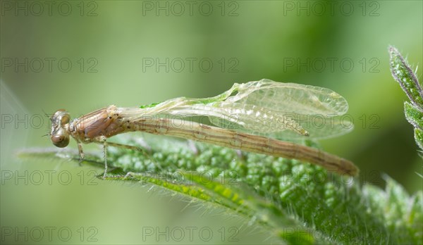 Azure damselfly (Coenagrion puella) after hatching with wrinkled wings