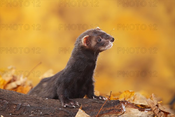 Ferret (Mustela putorius forma domestica) in autumn leaves