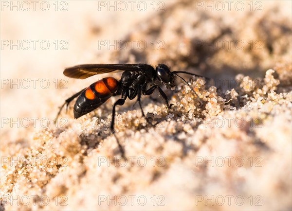 Black-banded spider wasp (Anoplius viaticus)