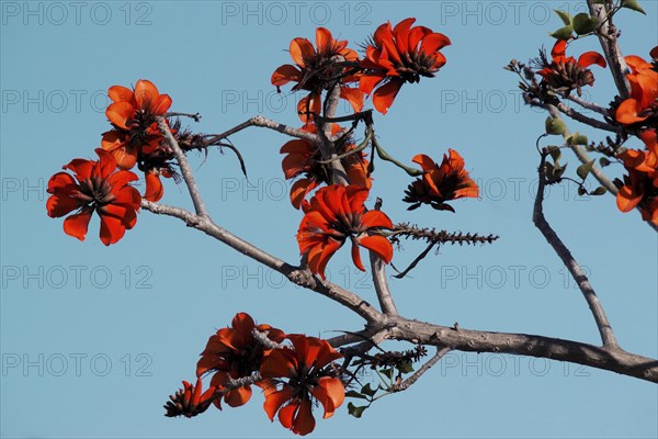 oast coral tree (Erythrina caffra)