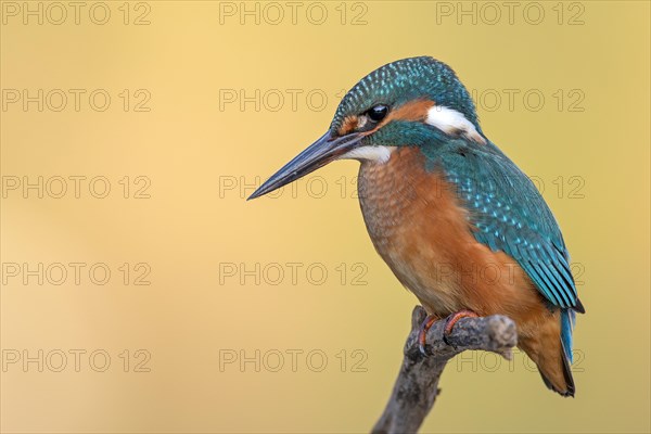 Common kingfisher (Alcedo atthis)