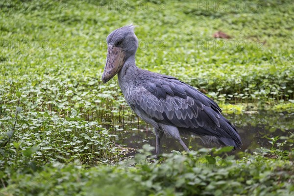 Shoebill (Balaeniceps rex) stands in shallow water
