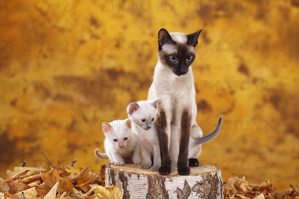 Siamese cats old type