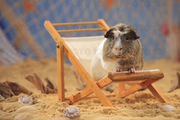 English Crested Guinea Pig