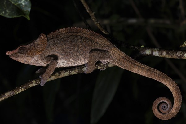 Short-horned chameleon (Calumma brevicorne)