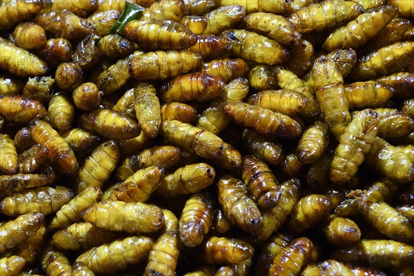 Fried pupated caterpillars