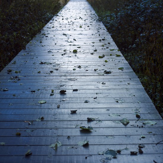 Fallen leaves on a wooden pontoon