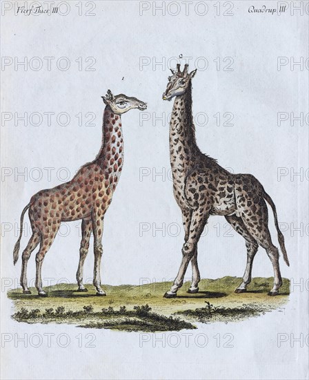 Giraffes (Giraffa camelopardalis)