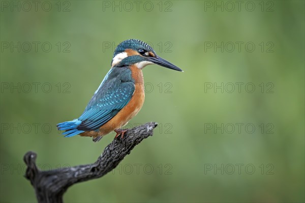 Common kingfisher (Alcedo atthis)