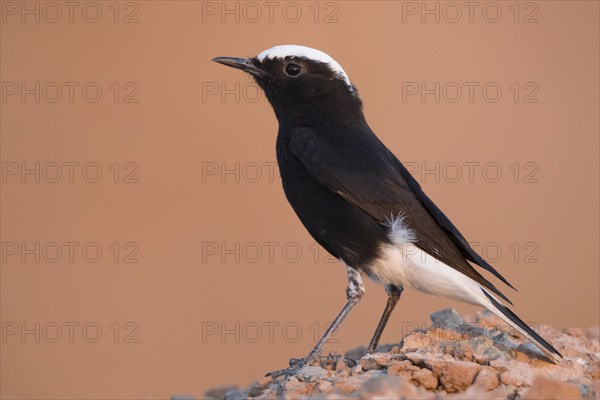 White-crowned Wheatear (Oenanthe leucopyga)