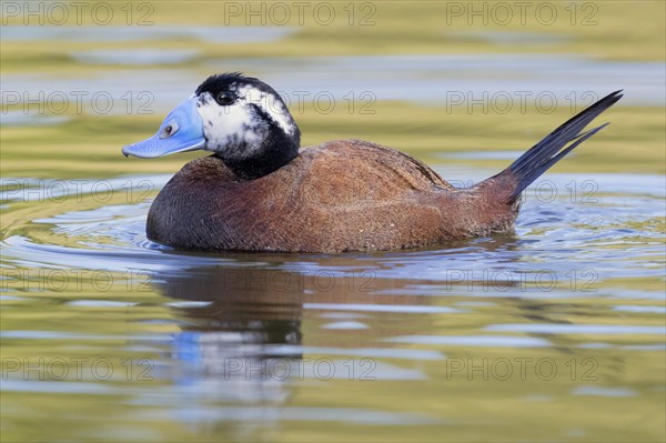 White-headed Duck (Oxyura leucocephala)