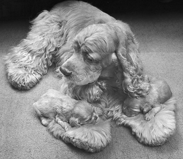 Cocker Spaniel with puppies