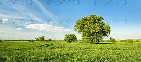 Landscape with oaks