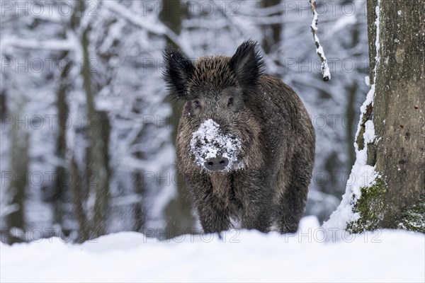 Wild boar (Sus scrofa) in the snow