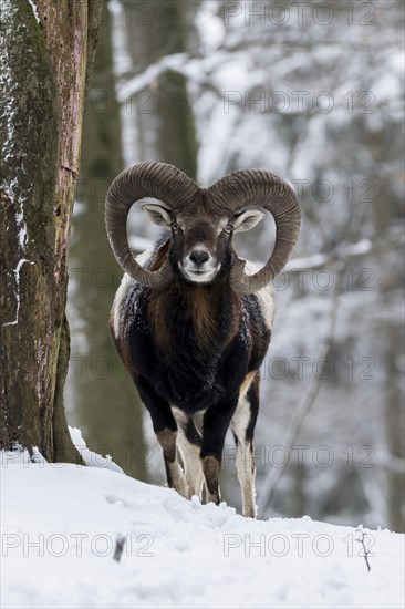 European mouflon (Ovis orientalis musimon)