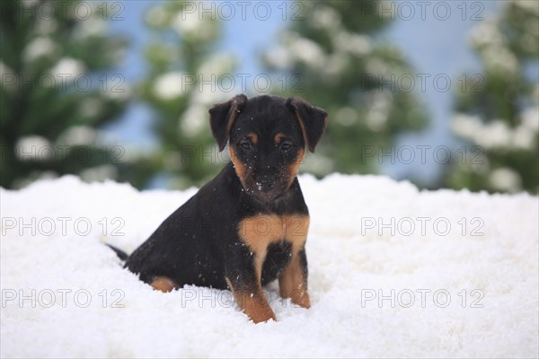 German hunting terrier