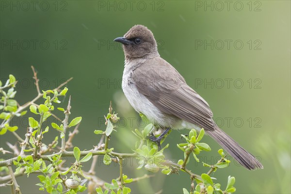 Common bulbul (Pycnonotus barbatus)