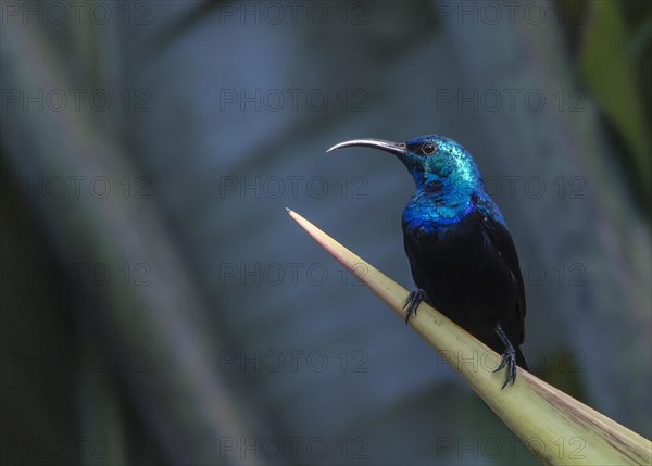 Sunbird (Nectariniidae)