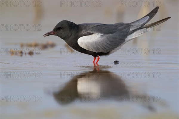 White-winged Tern (Chlidonias leucopterus)