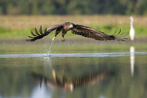 White-tailed eagle (Haliaeetus albicilla)