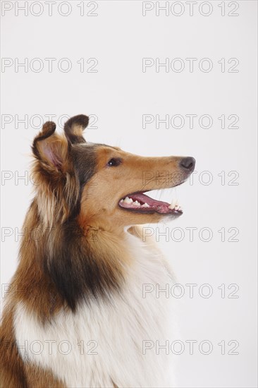 Longhair collie