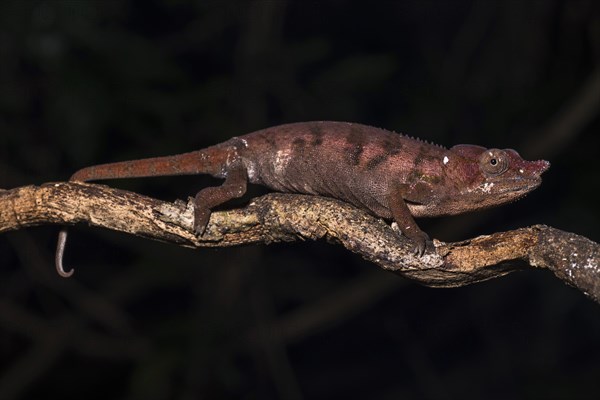 Rhinoceros chameleon (Furcifer rhinoceratus)