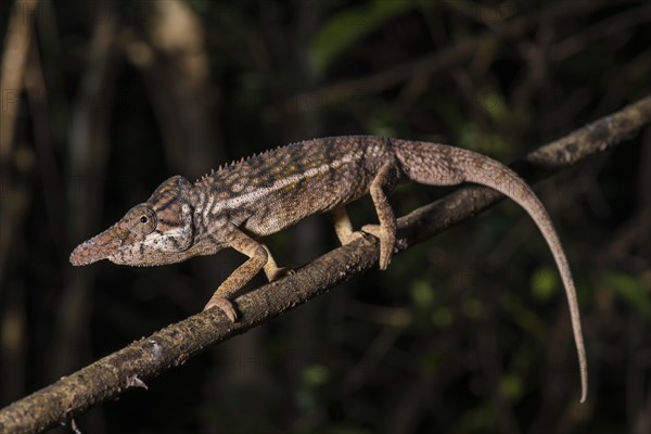 Male rhino chameleon (Furcifer rhinoceratus) on branch