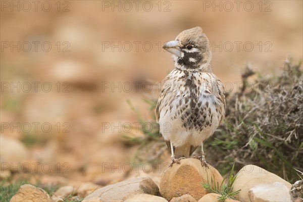 Thick-billed Lark (Ramphocoris clotbey)