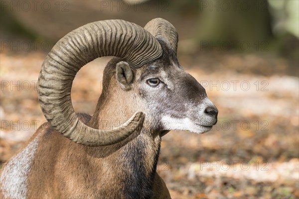 European mouflon (Ovis orientalis musimon)