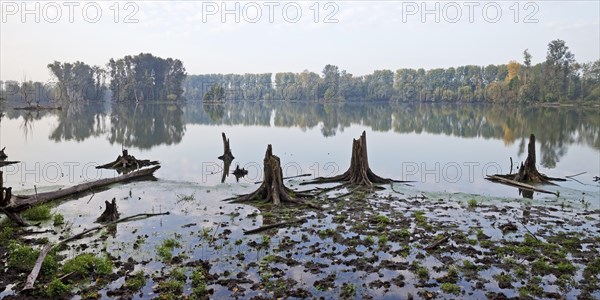 Old water with dead trees