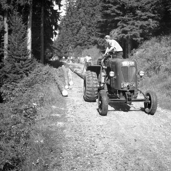 Workers transport tree trunks along a forest path